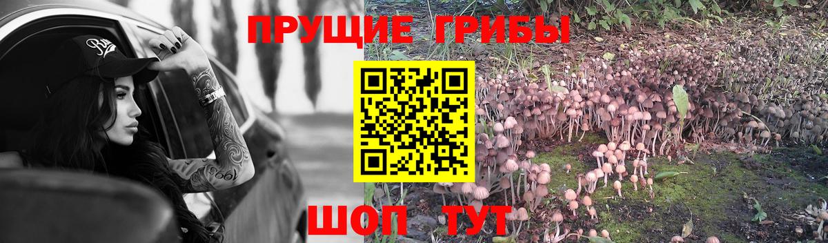 Галлюциногенные грибы прущие грибы Гурьевск